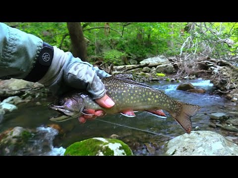 Trout Streams of Shenandoah National Park, VA