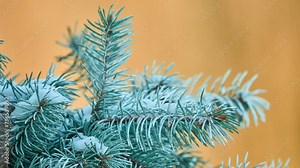 Blue spruce (Picea pungens), also commonly known as green spruce, white spruce, Colorado spruce, or Colorado blue spruce, is spruce tree.