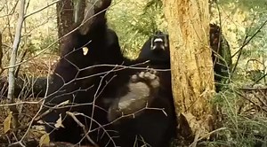 Sleepy Bear's Hilarious Wake-Up Fart Caught On Camera
