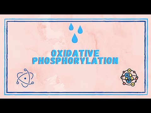 Oxidative Phosphorylation and Substrate Level Phosphorylation