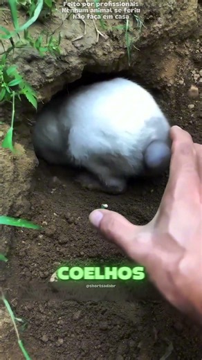 O Erro Que Pode Assustar um Coelho de Verdade! 😨🐰