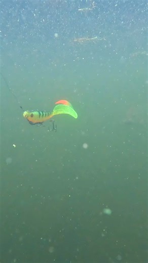 Prepare to have your mind blown as @kev_cox_foxrage reveals why he believes big, bold lures can be the ultimate weapon for triggering hungry pike to bite 🎣 Join Kev as he explores a lake to showcase the power of lure colour. Watch him explore a range of patterns, testing what triggers even the most stubborn pike. His approach on lure choice might just change how you fish forever! Visit our YouTube channel for more content to help you catch 🎥 | Fox Rage