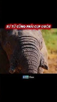 Vì sao chúa sơn lâm sư tử lại khiếp sợ gã khổng lồ sáu tấn này? #thegioidongvat #dongvat #tintuc