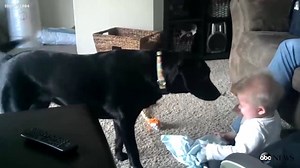 3.2M views · 13K reactions | WATCH: This baby laughing hysterically at their dog best friend is the perfect adorable way to start your weekend. | Good Morning America | Facebook