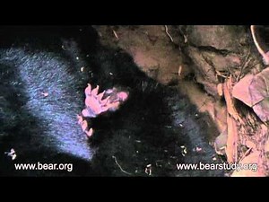 ARCHIVES - February 21, 2007 - June the Black Bear - Newborn Cubs