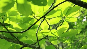 「Large Magnolia Obovata Tree Leaves Swaying」の動画素材（ロイヤリティフリー）3811718357 | Shutterstock