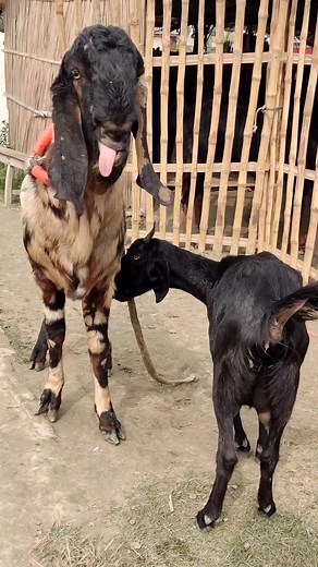 Two goats enjoying a beautiful moment I cute animal। advance goat farm #reelsvideo #reel #reels #shorts #viralreel #Reels #reelsfb #reelviral 2025 1feb e1 | Advanced Goat Farm