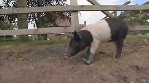Pig wears mud boots