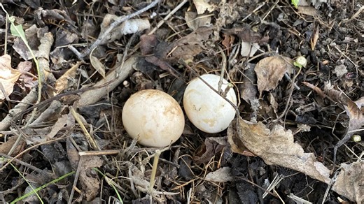 Snake Vs Bird Eggs In Your Yard: How To Tell The Difference