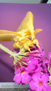 11 reactions | Io moth! Isnt he the cutest? #iomoth #bullsyemoth #moths | Jumping spider & Moth life | Facebook