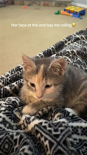 Funny Reactions of a Mad Cat