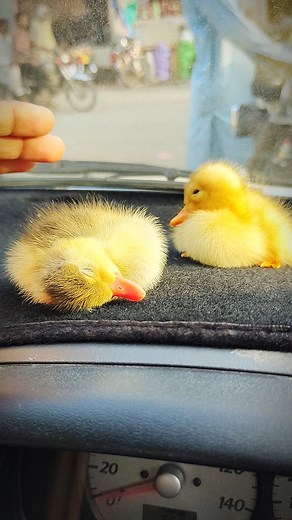 Adorable Ducklings: Watch These Cute Baby Ducks Play