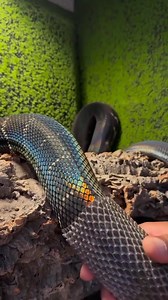 11K views · 68 reactions | Help the python shed its skin | Olip | Facebook