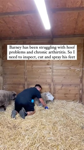 12K views · 310 reactions | It has been quite the journey for our old...