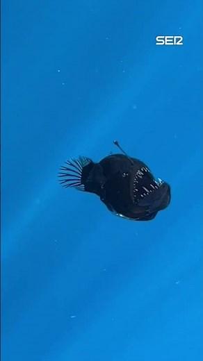 Muere el PEZ DIABLO NEGRO que fue avistado en la costa de Tenerife