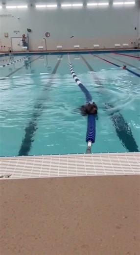 🐶😳 Pitbull Can’t Believe Chihuahua Standing on Water in Pool #dogmoments #pets #ytshorts