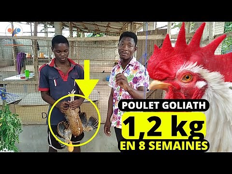 1,20 kg en DEUX MOIS, incroyable l'élevage poulet local Amélioré (élevage des poulets goliath)