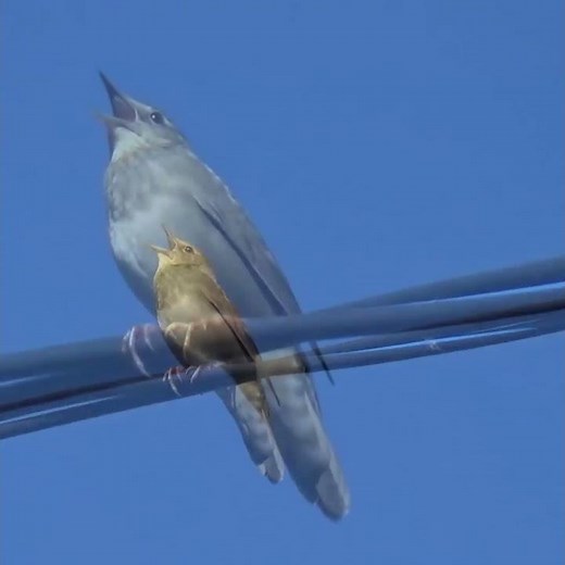 What bird chirps like a cricket and a grasshopper? (Locustella fluviatilis) / Bird voices #Shorts