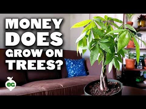 Money Tree (Pachira Aquatica) Care