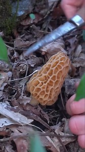 14K views · 739 reactions | Morel Mushrooms are often found around elm, ash, and tulip poplar trees. #morels #mushrooms #springforaging #wildedibles #fungi | Son of a Bear Herbs | Facebook