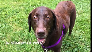 PetSmart Top Paw Harness / Solvit Deluxe Travel Harness / PetSafe