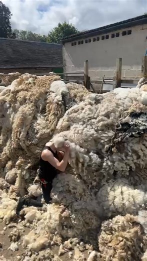 138K views · 746 reactions | Thanks Stu Paterson for the video and Creamy Armstrong (Stuntman) | Shearing school | Facebook