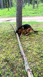 2.4M views · 42K reactions | Brutal games of the German Shepherd. #funny #dog #funnydog #germanshepherd #funnygermanshepherd #dogreels #doglove | Ludmila Goncharova | Facebook
