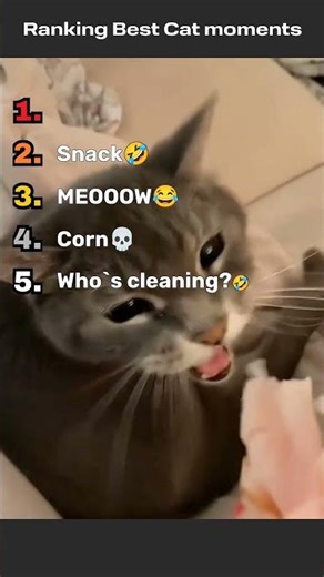 Ranking Funny cat videos #ranking #shorts #cat #funny #memes #cute