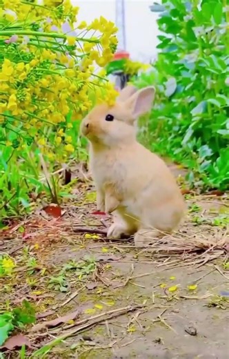 🍃 Quiet Countryside Days | Ducks Roaming Freely in Rural Pastoral Life