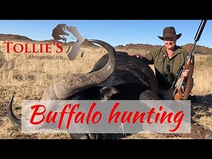 Cape Buffalo Hunting in Africa | Buffalo Hunt at Tollies African Safaris