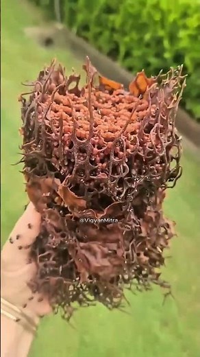 Vulture Bees Nest Made of Flesh!🤨 #science #VultureBees #BeeFacts #WeirdAnimals