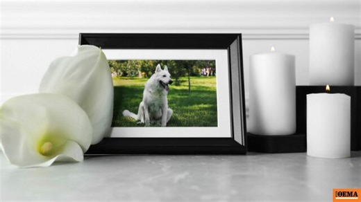 5 πράγματα που δεν θέλετε να ακούσετε όταν πεθάνει ο σκύλος σας