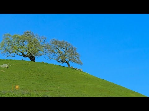 Nature: Oak trees in California