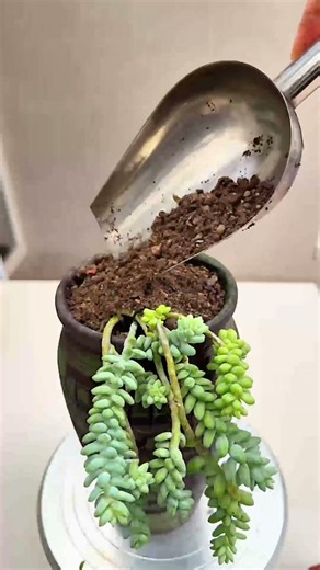 Beautiful succulent DIY ideas 🪴