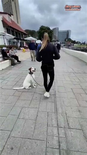 🐶🦮 Meet Sage, a 2-year-old Boxer mix, completed our 3-Week Reactive Dog Program.