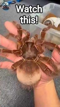 The Glow Up is Real! #Animals #CuteAnimals #BeforeAndAfter #AnimalCompilation #Shorts