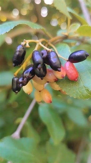 Mysterious about JAVA PLUM