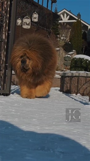 Su majestad | Jeff's Gallery