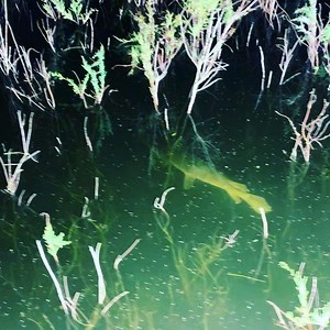 Letting them grow www.extremebowfishing.com #taxidermy #outdoorsmen #bowfish #bowfishing #extremebowfishing #fish #hunt #travel | Extreme Bowfishing