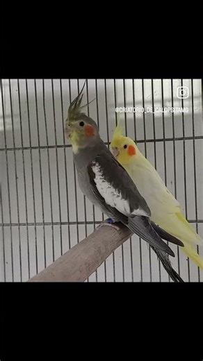 mutações de calopsita