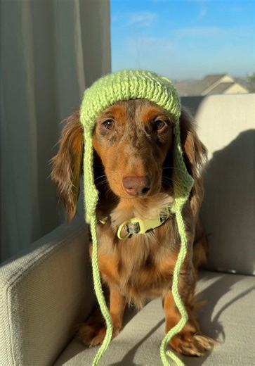Cute Dog Beanie Knitting Pattern