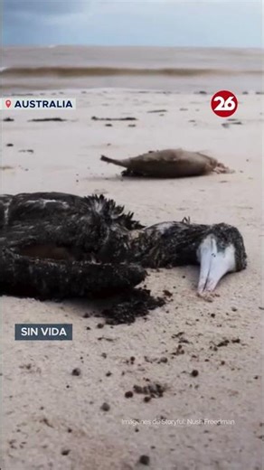 EL CICLÓN TROPICAL NARELLE DEJÓ DECENAS de ANIMALES sin VIDA