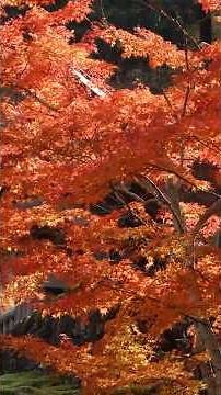 赤やオレンジに染まる、紅葉・もみじ、紅葉編 / 【ショート動画で見る日本の四季の風景・景色・自然】