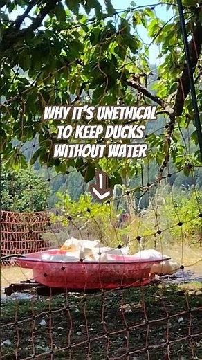 Why ducks need to bathe 🌊🦆