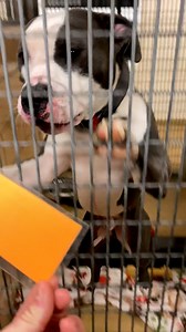 All the dogs at this shelter get adopted except for two pit bulls — look at their smiles when they finally find their forever families 🧡 | Pittie Nation