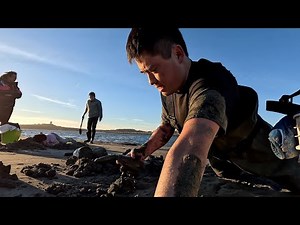 Digging BIG Shellfish 3 Feet Underground! One of the Best Edible Bivalves on the West Coast!