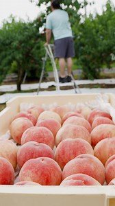 7K views · 102 reactions |  Japan’s Hidden Fruit Kingdom The whole...