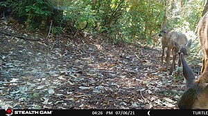 2.1K views · 113 reactions | Historically, mountain lions had a much...