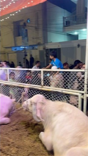 Making people smile with animals ❤️#srbreedingfarm #fyp #wildlife #animals #cute #eid2026 #qurbani