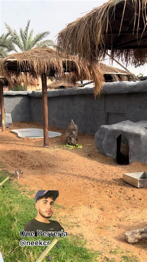 Timón y Pumba Actualmente: Hakuna Matata, una forma de ser